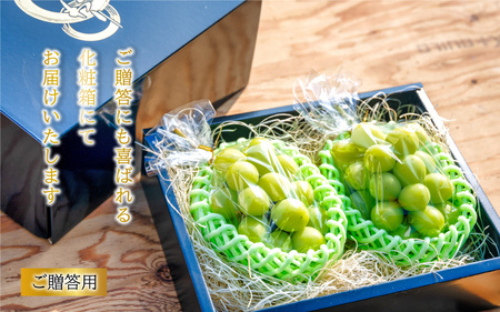 新鮮フルーツ シャインマスカット 1.2kg 果物 くだもの 化粧箱入り【9月中旬からお届け】