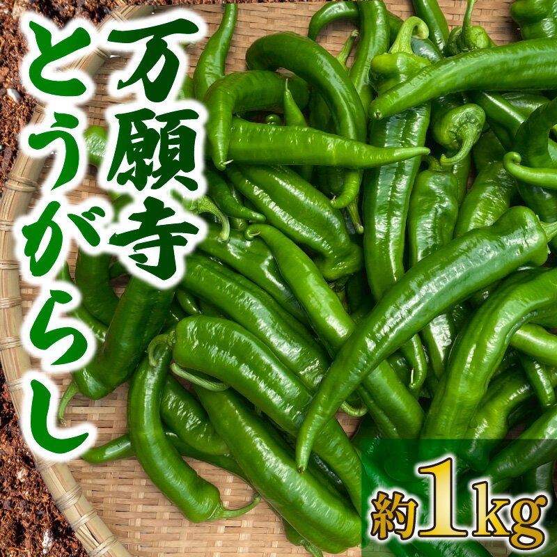 【ふるさと納税】 万願寺とうがらし 1kg 野菜 夏野菜 京野菜 とうがらし 唐辛子 万願寺唐辛子 旬 揚げ物 炒め物 井手町 京都