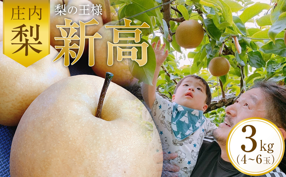 ＜梨の王様＞庄内梨 新高 3kg（4～6玉）【2025年10月上旬頃より発送】