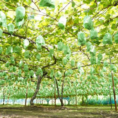 ふるさと納税 三条市 先行受付 シャインマスカット 1.2kg 果物 新潟県 三条市産 [小林農園]【013P027】 |  | 02