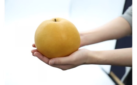 【先行予約】梨王国2026 旬の梨食べ比べ 全6回 定期便 合計約28kg（鳥取県産）梨 和梨 フルーツ定期便 新興梨 新甘泉 二十世紀梨 秋甘泉 王秋 あたご梨