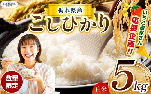 数量 限定 訳あり 定期便 令和8年度 栃木県産 コシヒカリ 約 5kg | 数量限定 こしひかり  精米 白米 米 ごはん おいしい  密閉パック ふるさと納税 那珂川町 栃木県【栃木県共通返礼品】