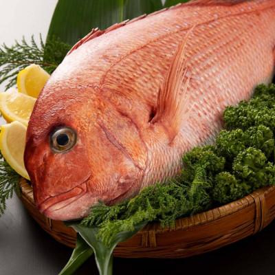 ふるさと納税 南伊勢町 驚く甘さ!ジューシーなブランド真鯛【塩焼き】あなたに逢い鯛。 |  | 02