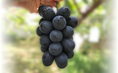 【2026年先行予約】ぶどう ナガノパープル 約2kg(4~5房)｜ ぶどう