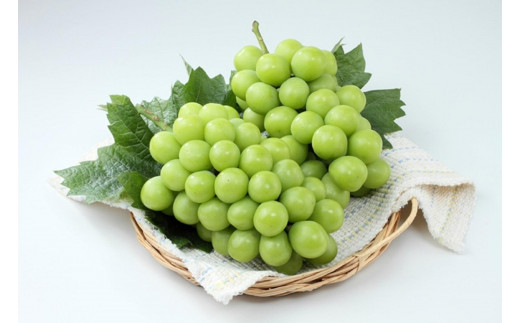 
            岡山県産シャインマスカット（ご家庭用）約1.2kg (２～３房）【2026年発送】 | フルーツ 果物 くだもの シャインマスカット フレッシュ 国産 岡山県産 食品 人気 おすすめ 送料無料 ギフト 贈り物 贈答品 プレゼント 果物 くだもの フルーツ シャインマスカット
          