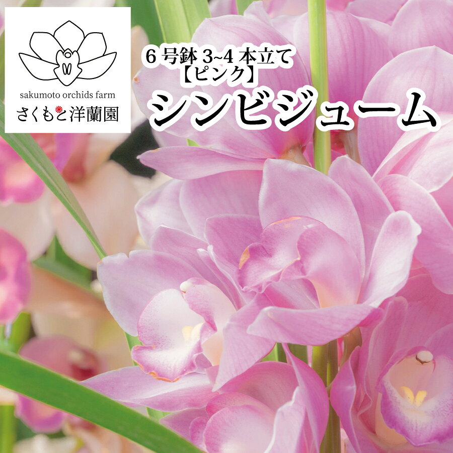 【ふるさと納税】 【ピンク】シンビジューム 6号鉢 3～4本立て