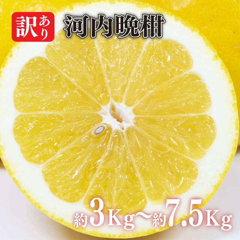 【ふるさと納税】 【2025年4月中旬より発送予定】【先行予約】 訳あり 河内晩柑 3kg～7.5kg 柑橘 みかん 訳あり 愛媛県 松山市