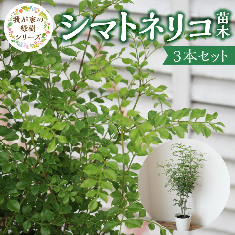 【ふるさと納税】苗木 チーム田主丸 シマトネリコ苗木 3本 セット シマトネリコ 風水 インテリア 観葉植物 植物 常緑樹 シンボルツリー 花木 ガーデニング 家庭栽培 福岡県 久留米市 お取り寄せ 送料無料
