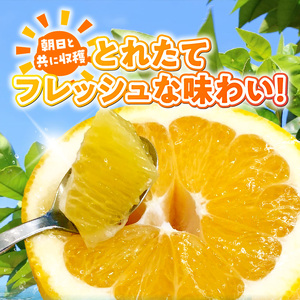 S097-006_【訳あり】あまくさ晩柑 9kg