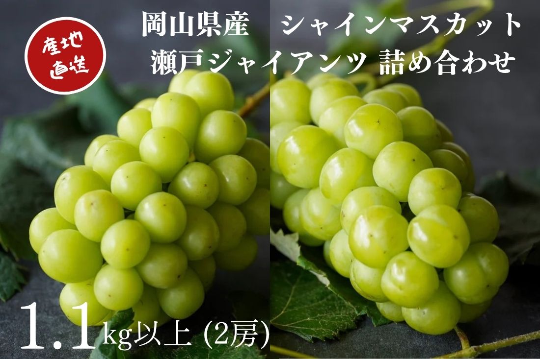 【ふるさと納税】厳選 シャインマスカット・瀬戸ジャイアンツ 2房 合計1.1kg以上 詰合せ 産地直送 朝採れ ぶどう 葡萄 Kawahara Green Farm 岡山県産 2026年 ブドウ 果物 フルーツ 詰め合わせ セット 食べ比べ 岡山県産【2026年9月上旬～10月下旬 発送予定】