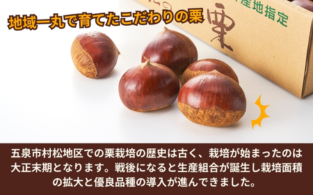栗 先行予約 越後村松の栗（2Lサイズ 2kg）新潟県 五泉市 村松特産振興協議会栗部会（2025年10月下旬発送予定）栗 栗 栗 栗