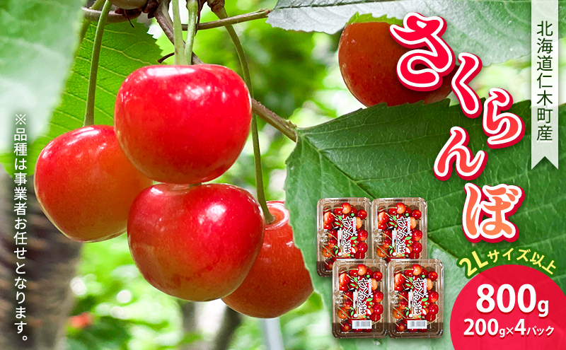 北海道 仁木町産 さくらんぼ 800g（200g×4パック） 2Lサイズ以上 「佐藤錦」もしくは「紅秀峰」 旬の果物 産地直送 サクランボ チェリー フルーツ 果物 果物類 ギフト 北海道産 仁木町 仁木  [JA新おたる]