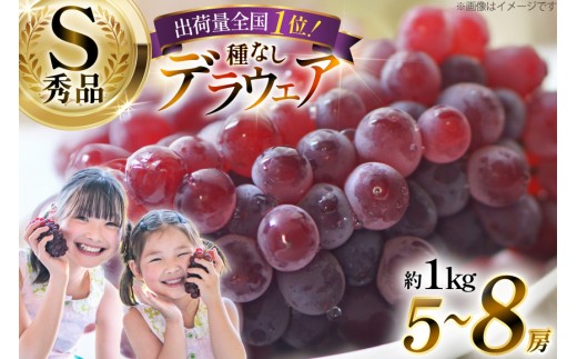 【期間限定発送】 デラウェア 秀品 5～8房 約 1kg [治右衛門果樹園 山形県 高畠町 tk06ays830010] ぶどう 種無し ブドウ 葡萄 くだもの 果物 フルーツ 産地直送 農家直送 期間限定 甘い