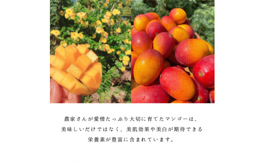 完熟訳ありマンゴー 約2kg（4玉～6玉入）　C005-017