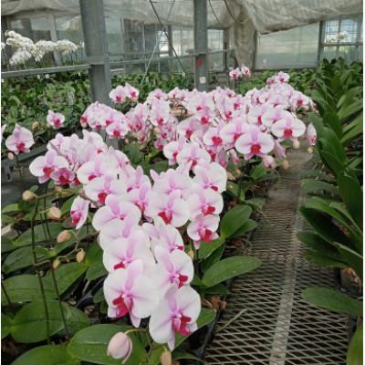 ふるさと納税 京田辺市 【胡蝶蘭】白峰　5本立て |  | 03