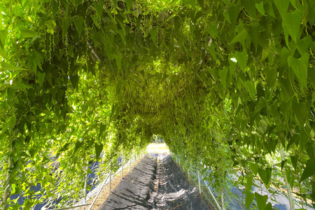 里山の自然で育てた「自然薯 2kg」｜上総自然学校 里山 禅寺 真光寺 芋 袖ケ浦 千葉 [0706]