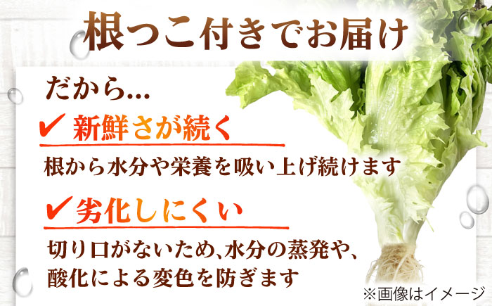 水耕栽培野菜 2株×3種（サニーレタス/グリーンリーフ/グリーンバター）吉富町/株式会社ハイダイ工業 [BGBT004]