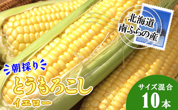 南ふらの産 朝採り とうもろこし (イエロー)【サイズ混合】10本 北海道 南富良野町 トウモロコシ とうきび トウキビ 2025年発送 先行予約