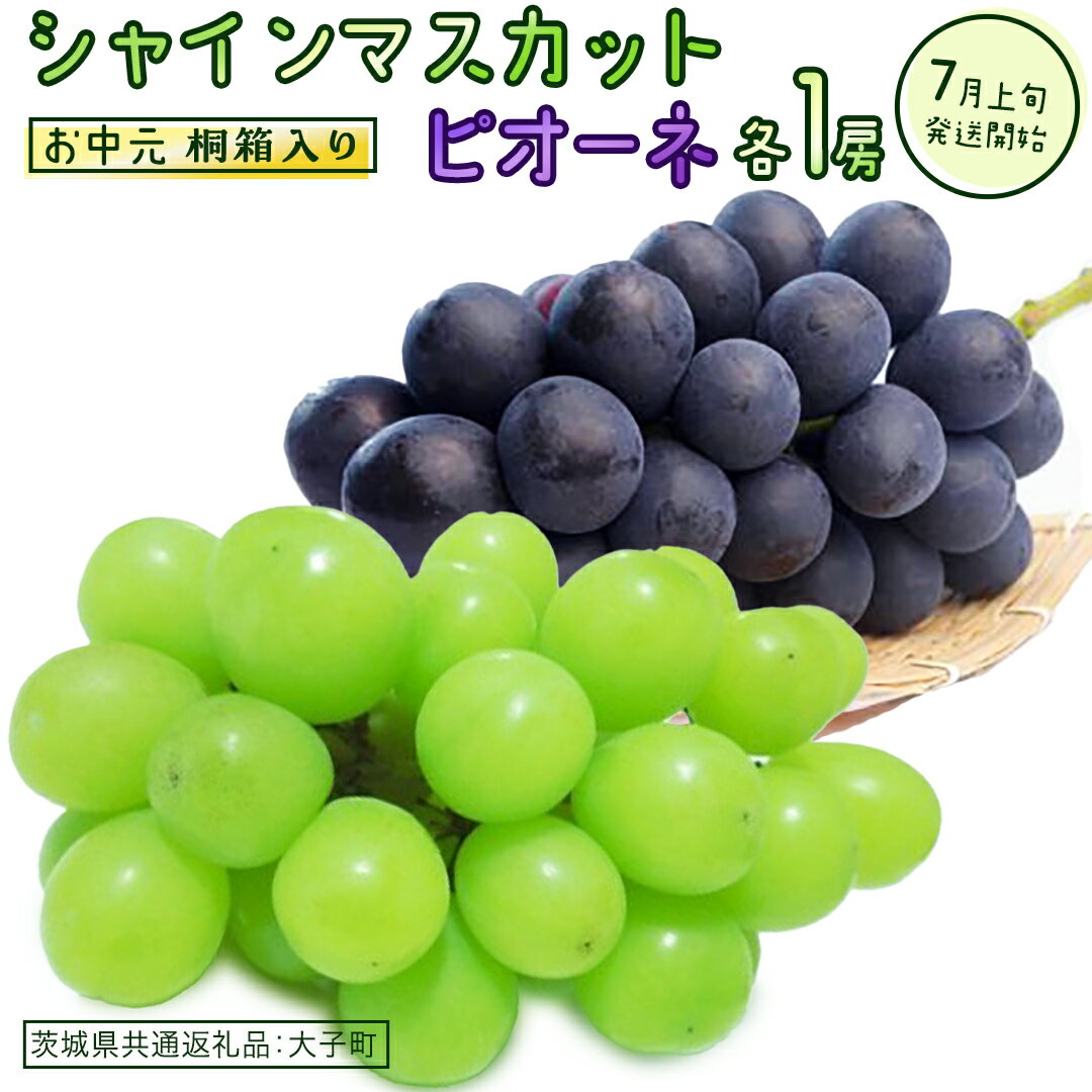 【ふるさと納税】【 桐箱入り 】【 お中元熨斗可 】 シャインマスカット と 選べる組合せ ( ピオーネ or 巨峰 ) 【2026年7月上旬発送開始】(茨城県共通返礼品：大子町)　ぶどう 葡萄 マスカット フルーツ 果物 贈答用 ギフト 贈り物