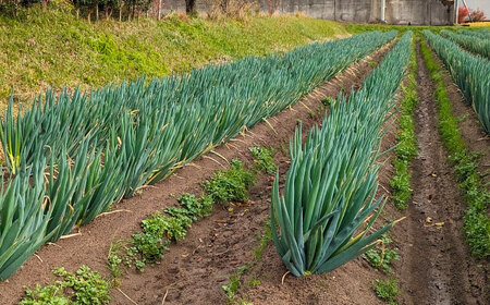 【先行予約】【2025年11月発送開始】焼いてそのまま美味しい！なべちゃん葱 秀品 Lサイズ5kg（500g×10袋）約20本 ねぎ ネギ 島根県雲南市/山さんファーム [AICO001]