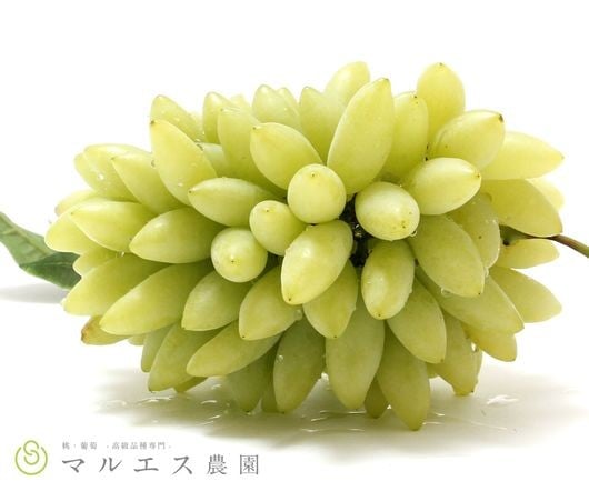 
            （クール配送）「マルエス農園」　ピッテロビアンコ　合計1.2kg以上【2026年発送】（MS）B15-402 【ピッテロビアンコ ぶどう 葡萄 ブドウ 令和8年発送 期間限定 山梨県産 甲州市 フルーツ 果物 クール便】
          