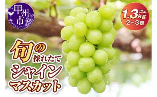 旬の採れたて大粒シャインマスカット1.3kg以上（2房～3房）【2025年発送】（HO）B12-150
