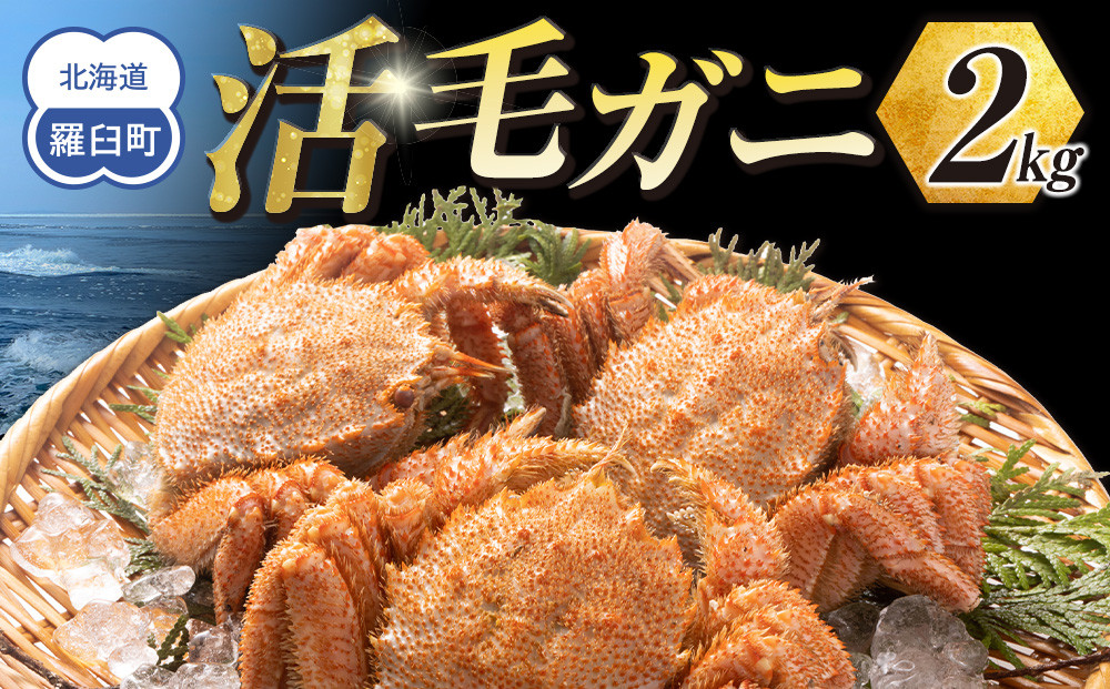 【先行予約】三特 冷蔵 活毛ガニ 2kg(300g～500g×4～6尾)(26年4月発送開始予定)