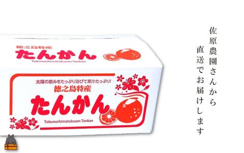 ≪今が旬！≫世界中が笑顔になるね！佐原農園さんのたんかん(5kg) ( タンカン 果物 フルーツ 柑橘 みかん 鹿児島 奄美 徳之島 美味しい 旬 果肉 )