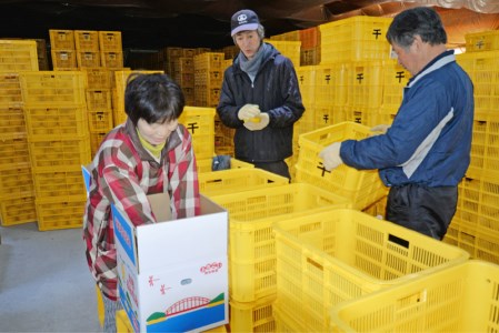 千の果樹園 土佐文旦 4.5kg 贈答用 文旦