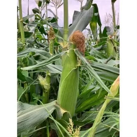 【先行予約】糖度18度前後　朝採りトウモロコシ　しろいおおもの　約5kg(10本)_野菜 とうもろこし  トウモロコシ_【配送不可地域：離島】【1598110】