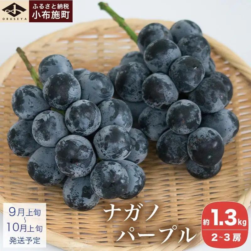ナガノパープル 約1.3kg 2～3房 ［小布施屋］ 果物 フルーツ ぶどう 葡萄 令和8年産【2026年9月上旬～11月発送】[B-5]