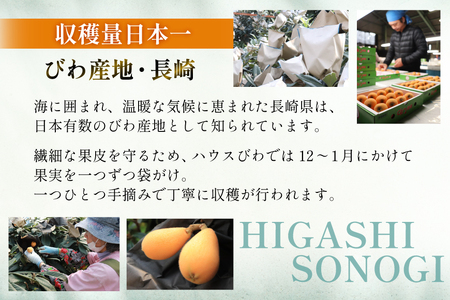 びわ 長崎 ハウスびわ 1kg 化粧箱入 【2027年3月順次発送】