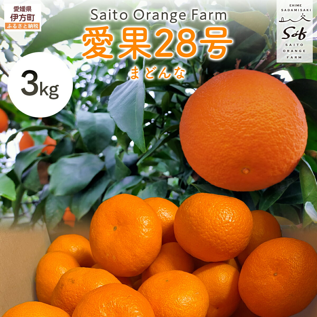 【ふるさと納税】【先行予約】【数量限定】Saito Orange Farmの愛果28号（まどんな）3kg （2026年1月下旬頃より順次発送） 【 ふるさと納税 人気 おすすめ みかん 蜜柑 柑橘 愛果28号 フルーツ 果物 西宇和 Saito Orange Farm 愛媛県 伊方町 送料無料 】 IKTAQ017