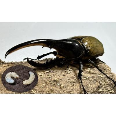 ふるさと納税 白浜町 ヘラクレスオオカブト幼虫ペア ※育て方の説明書付き