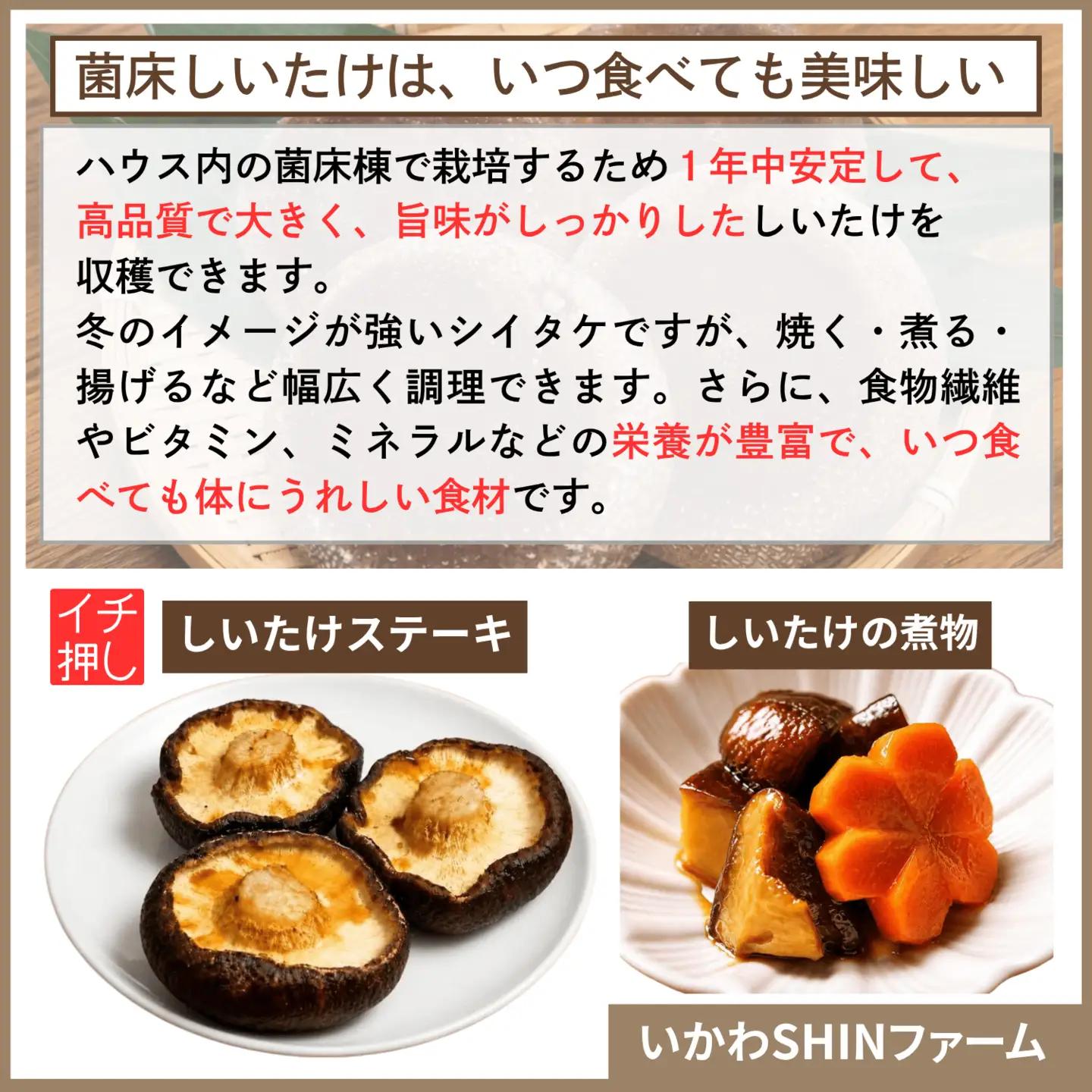 生しいたけ 1.2kg 菌床 しいたけ 訳あり