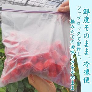 【予約販売】完熟冷凍イチゴ　２kg（約7.6パック相当） 紅ほっぺ、よつぼし、恋みのり　から厳選