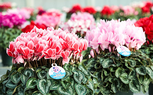 【先行予約】根本園芸シクラメン【6号】1鉢 鉢花 鉢植え 色おまかせ ガーデンシクラメン 花 ギフト 農林水産大臣賞受賞