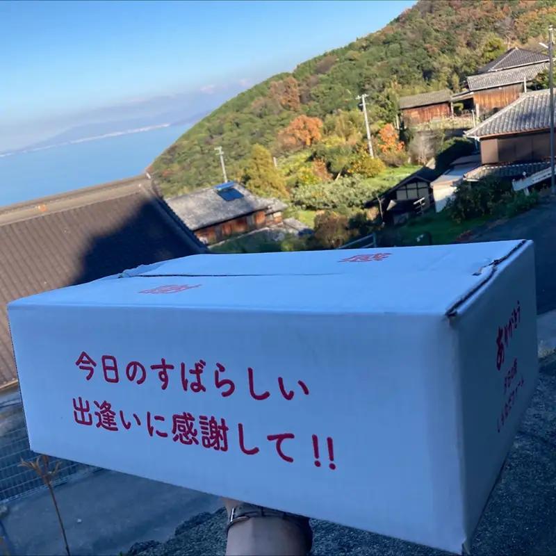 【2026年先行予約】 みかん 愛果28号 2Lサイズ 10玉 贈答用 紅まどんなと同一品種 農園直送 【2026年11月中旬から順次発送予定】 愛媛 数量限定 愛媛県産 人気 柑橘 伊予市｜B532