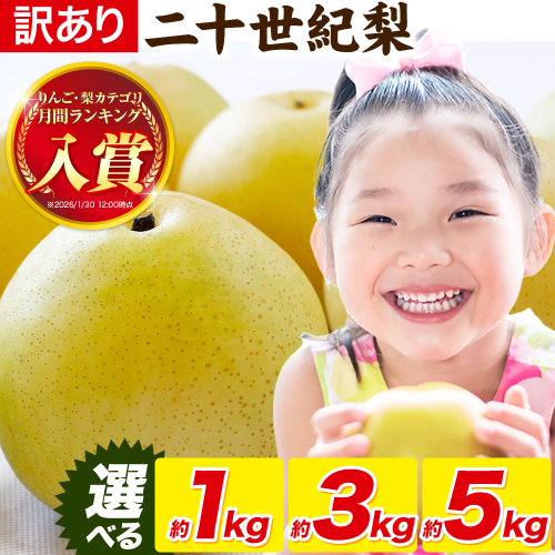 梨 なし【2026年先行予約】 二十世紀梨 選べる 約1kg 約3kg 約5kg《2026年8月下旬-9月下旬頃出荷》二十世紀梨 梨 ご家庭用 旬 二十世紀 鳥取県 八頭町 なし 果物 フルーツ 特産品 送料無料 果汁 デザート 八頭