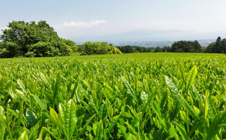 お茶 茶葉 緑茶 深蒸し 煎茶 しずく 100g 静岡 茶葉