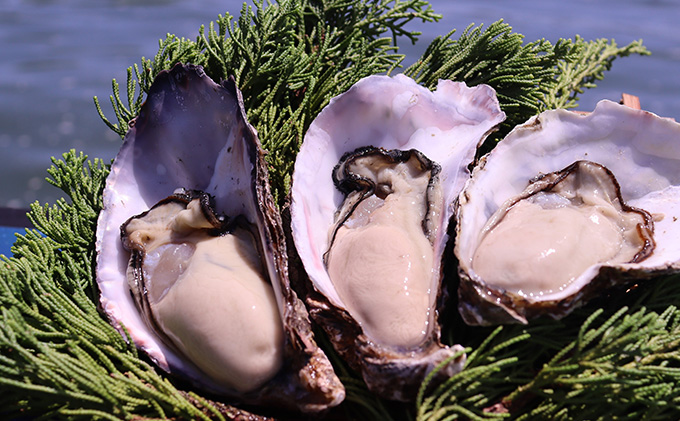 のぞみ 牡蠣  2026年 先行予約 ［絆]  殻付き 約30個（ 三年牡蠣 ） 剥き身 500g×2パック（ 一年牡蠣 ） ナイフ 、 簡単レシピ 付き 魚貝類 海のミルク 海鮮 貝 濃厚 産地直送