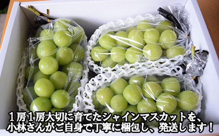 【2025年発送分 先行予約】小林農園のシャインマスカット３房（2kg前後）　シャイン マスカット シャインマスカット ぶどう 葡萄 ブドウ 果物 くだもの フルーツ ２kg 大粒 産地直送 先行予約