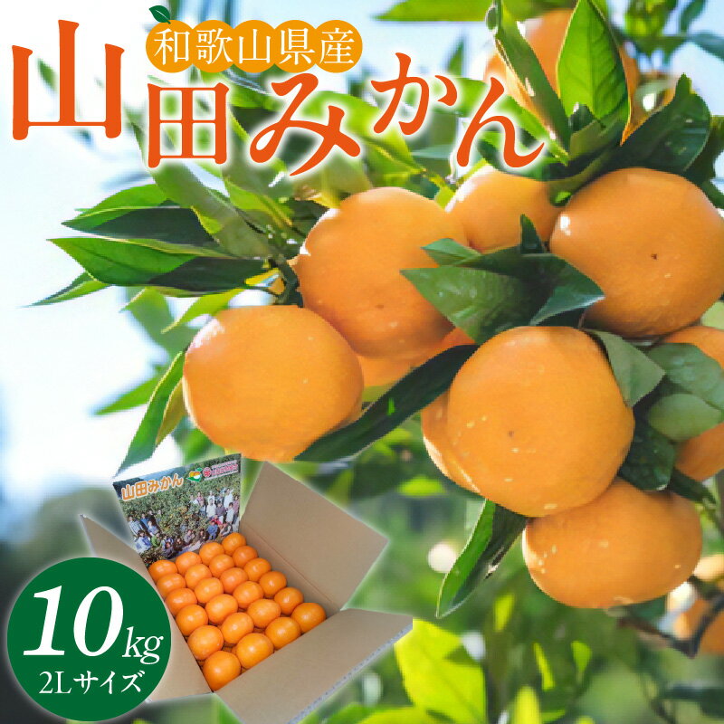 【ふるさと納税】【限定】 山田みかん10kg（2Lサイズ）【11月より発送】