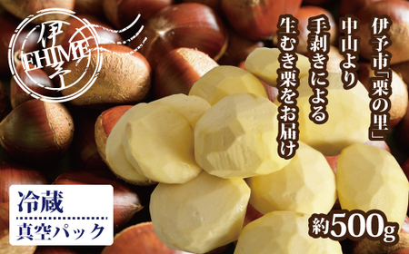 【2026年先行予約】栗 むき栗 約500g 【2026年9月下旬以降発送予定】 旧中山町産  数量限定 生栗 濃厚な甘み ホクホク 焼き栗 栗ごはん 伊予市 愛媛県｜B468