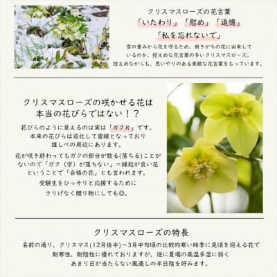 ふるさと納税 花巻市 花巻温泉バラ園で育った「クリスマスローズ」苗<2025年2月上旬より順次発送> |  | 03