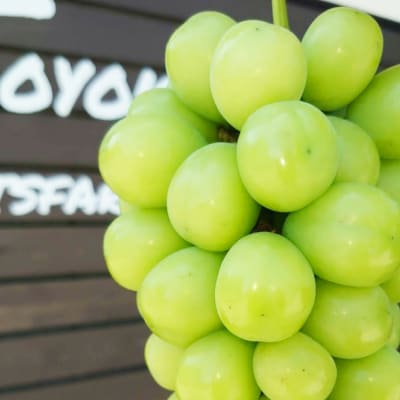 特選!シャインマスカット2房化粧箱入　山梨市産地直送　約500g×2房【配送不可地域：離島】