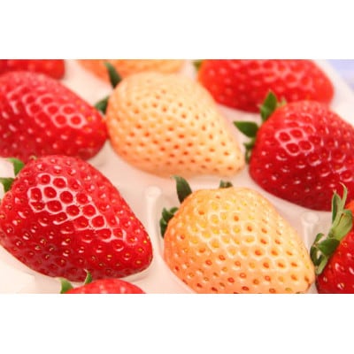 桐箱入り 大粒3色いちご 12粒 県内共通返礼品【配送不可地域：離島・北海道・沖縄県・中国・四国・九州】