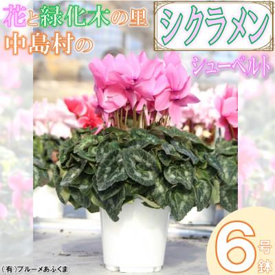 ふるさと納税 中島村 【先行予約】シクラメン6号鉢(シューベルト)　ブルーメあぶくま