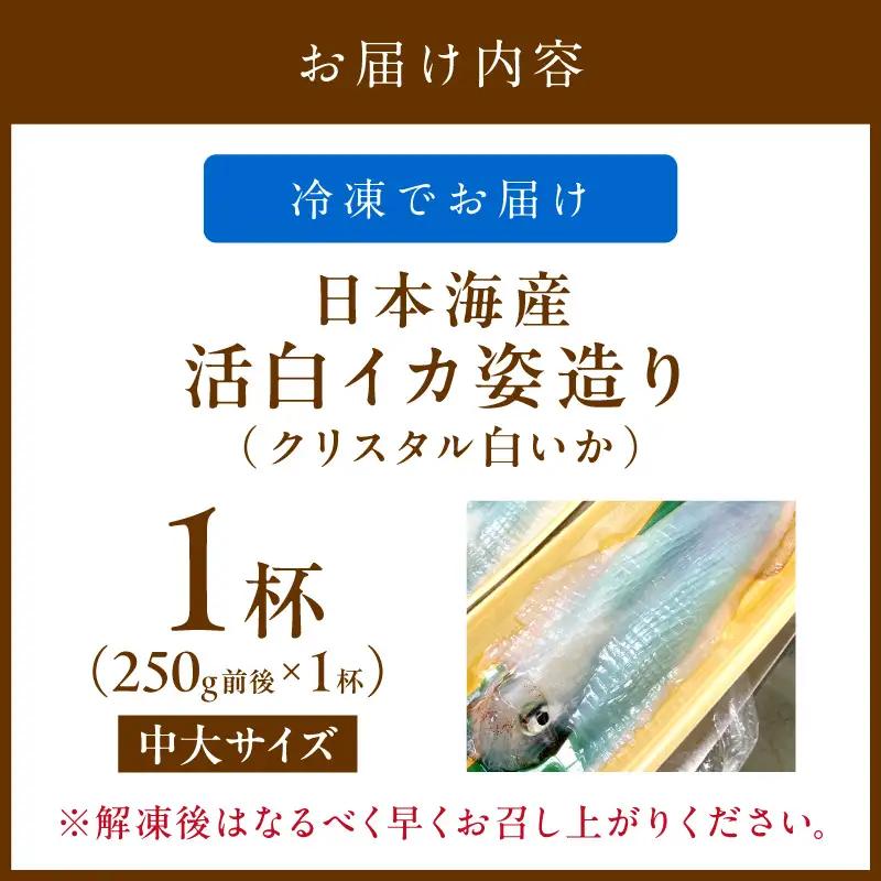 日本海産『海の京都』の逸品！！　活白イカ姿造り（クリスタル白いか）中大サイズ 1杯（250g前後）（2027年6月上旬～発送） ふるさと納税 海鮮 鮮度抜群 新鮮 海鮮 いか イカ 簡単調理 生産者応