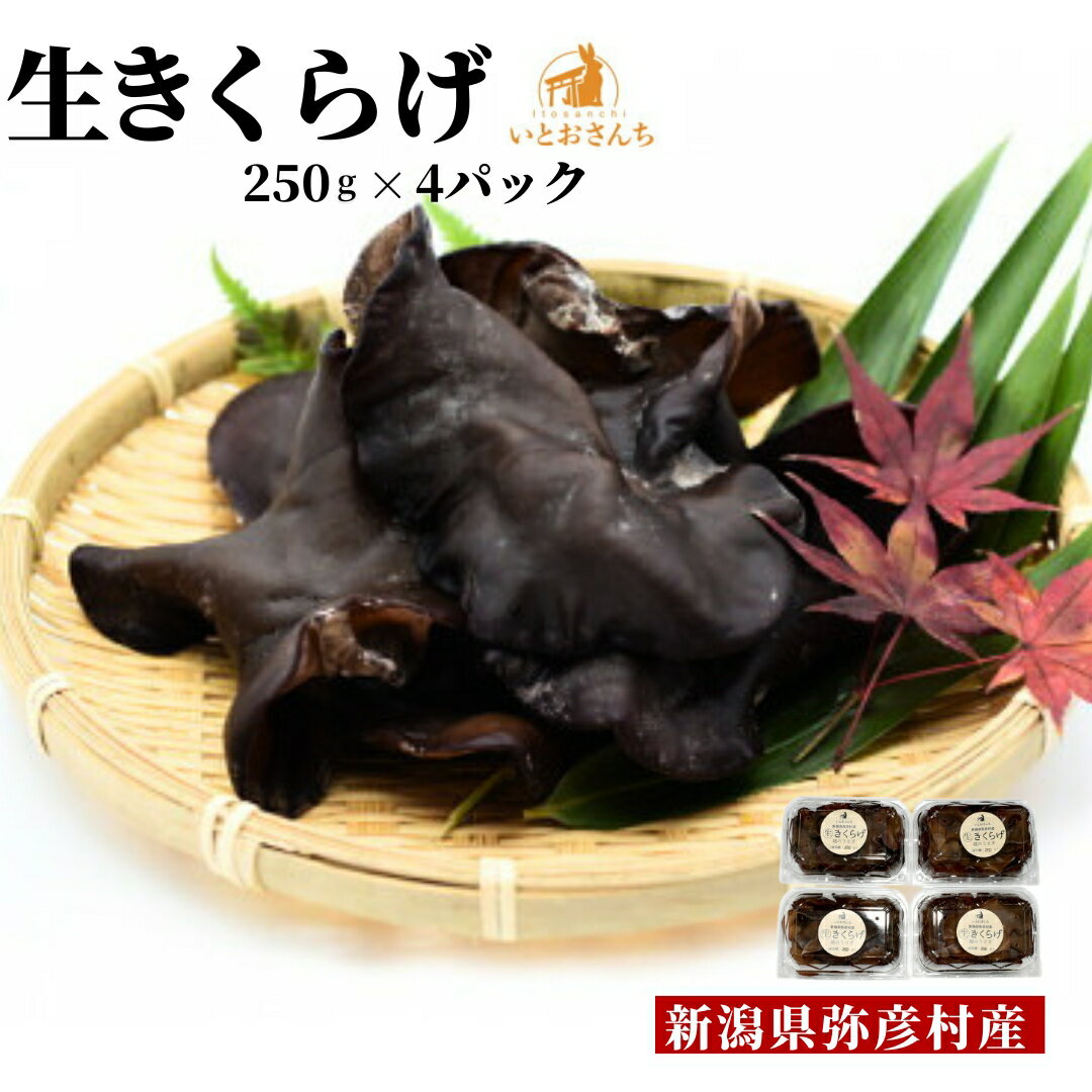 【ふるさと納税】新潟県弥彦村産 越のうさぎ 生きくらげ(250g×4パック)＜栽培期間中農薬不使用＞ | 手のひらサイズ 大きい 肉厚食感 プリプリ きくらげ 木耳 キクラゲ きのこ キノコ 歯ごたえ 新潟県 弥彦村